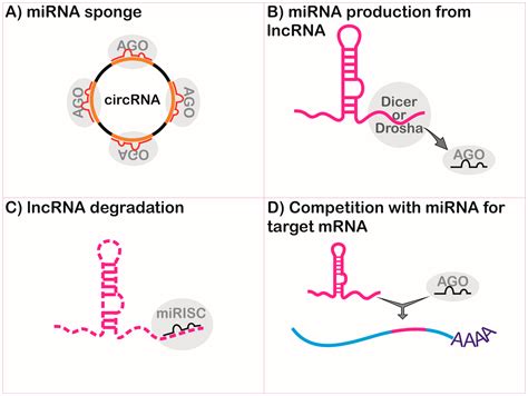 ncRNA | Free Full-Text | Long Non-Coding RNAs in the Regulation of Gene ...