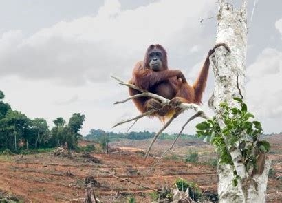 Palm Oil - Orangutan Foundation International Australia