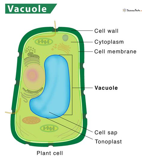 Vacuole Diagram Plant Cell