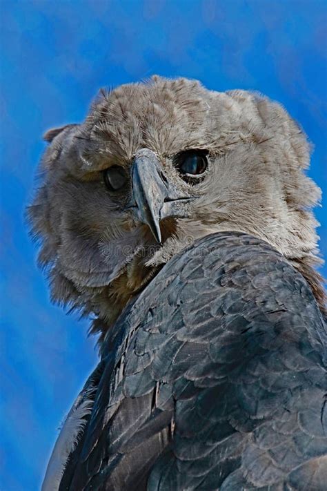 Harpy Eagle stock photo. Image of danger, bird, flight - 96270120