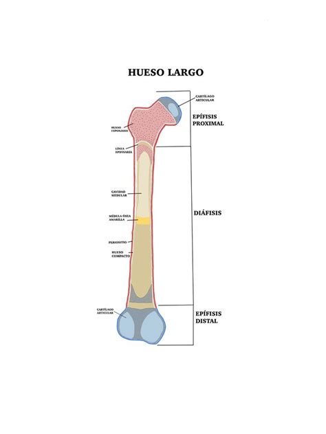 the structure of an animal's long bone