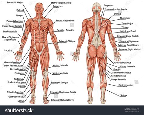 Anatomy Male Muscular System Posterior Anterior Stock Vector (Royalty ...