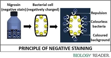 What is Negative Staining? Definition, Principle, Procedure & Advantages - Biology Reader