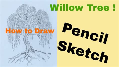 How To Draw A Weeping Willow Tree - Machinebishop Triptoli