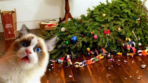 Funny Cats Love Christmas Trees Compilation NEW | FunnyCat.TV