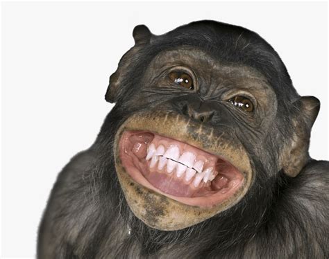 Funny Smiling Monkeys