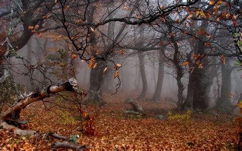 🔥 [50+] Creepy Forest Wallpapers | WallpaperSafari