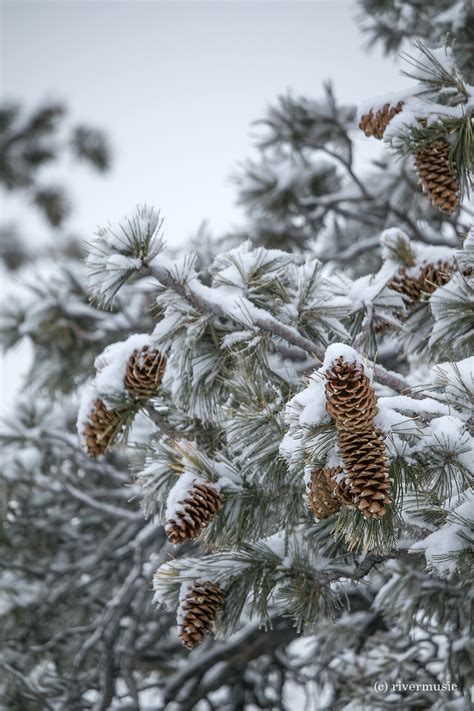 RiverWind-Photography — A new crop of Limber Pine cones rides out a...