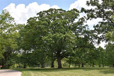 White Oak (Quercus alba) in Louisville Indiana Kentucky KY at Wallitsch Garden Center