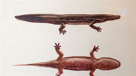 New Chinese giant salamander species is largest amphibian in the world | Science, Climate & Tech ...