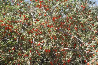 Crow's Dairy: Ever heard of a wolfberry plant?