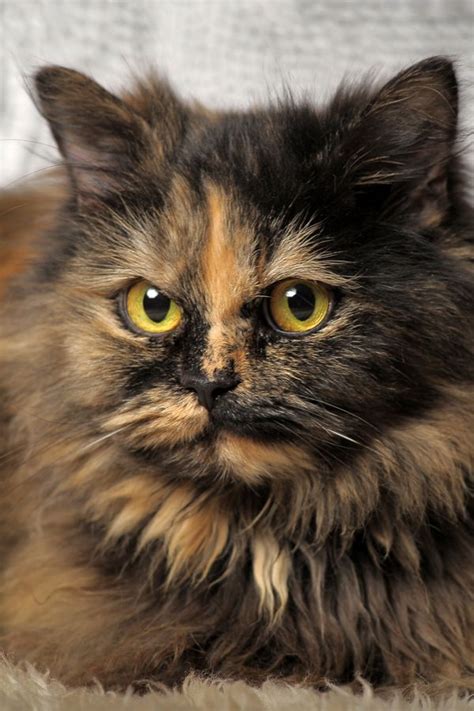 Fun Facts and Trivia About Tortoiseshell Cats | Tortoise shell cat ...