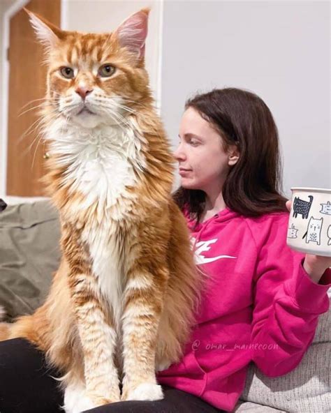 21 Red Maine Coon Cats You’ll Want To Adopt - MaineCoon.org