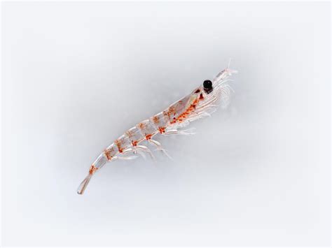 Krill