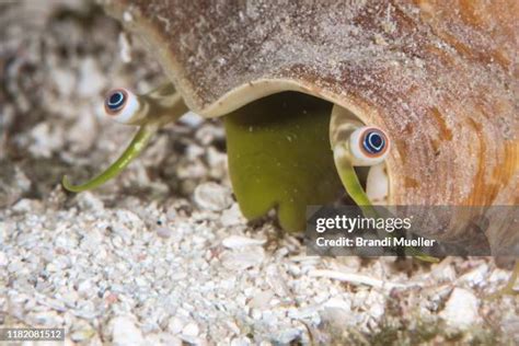 Queen Conch Eyes Photos and Premium High Res Pictures - Getty Images