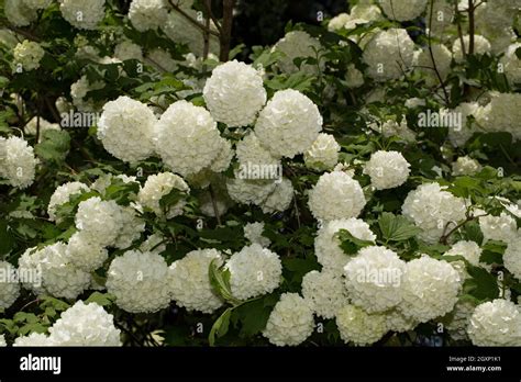 Chinese snowball (Viburnum macrocephalum Stock Photo - Alamy