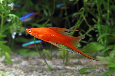 Swordtail: Complete Care And Breeding Guide - Fishkeepingfans.com