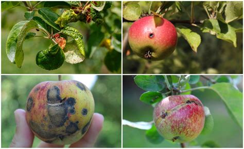 Apple Tree Pests: Complete Guide with Photos - Complete Gardering