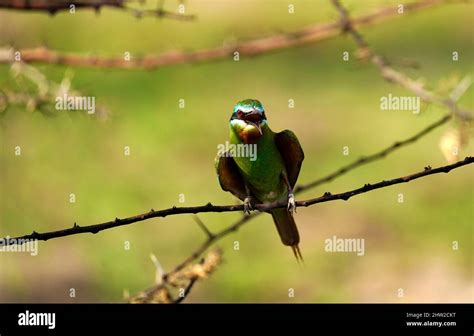 African birds can be stunning colours & the sounds of birdsong is ...