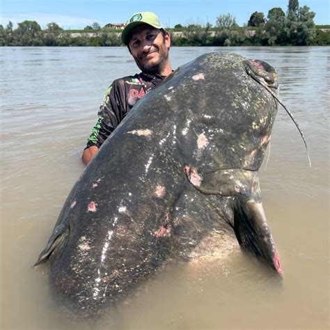 Largest Catfish Ever Found