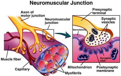 neuromuscular junction diagram