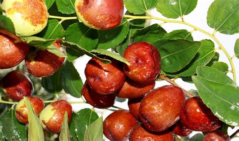 Ber Jujube: Nutritional Facts, Health Benefits, and Recipes | CalorieBee