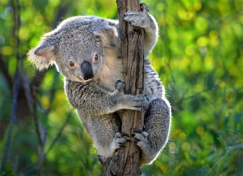 Are There Koala Bears In Hawaii at TARMADDENBLOG Blog