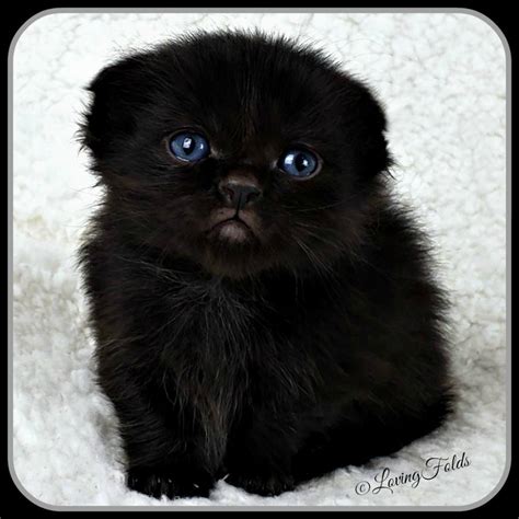 Scottish Fold Munchkin Kittens - 15 Pictures for You to Love