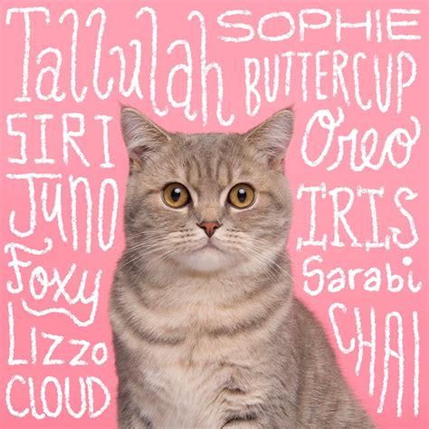 200+ Girl Cat Names Perfect for Your Purr-ty Princess