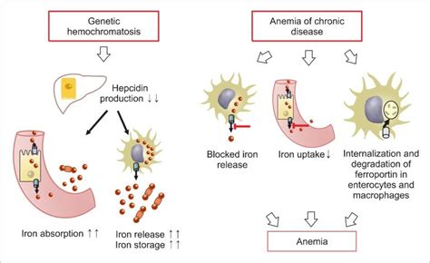 Anemia Of Chronic Disease