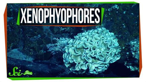 Mysterious Giant Cells: Xenophyophores | Videos