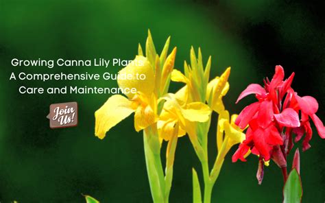 Growing Canna Lily Plants: A Comprehensive Guide to Care and Maintenan — Kadiyam Nursery