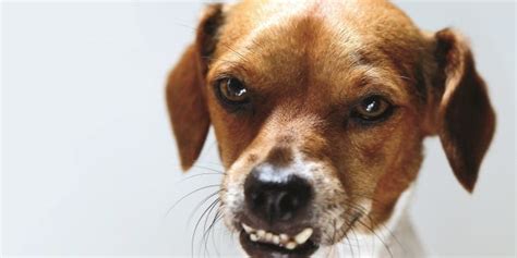 What To Do About Pet Aggression | Prevention