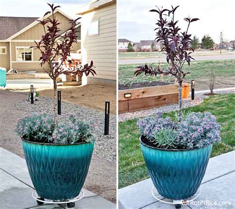 How to Grow Miniature Peach Trees in Containers - Roti n Rice