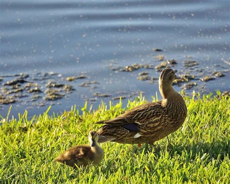 Baby Ducks stock image. Image of little, baby, fowl, duck - 69666715