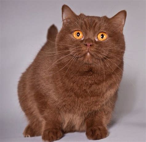 Munchkin Cat Breeds Munchkin Exotic Shorthair - Dogs And Cats Wallpaper