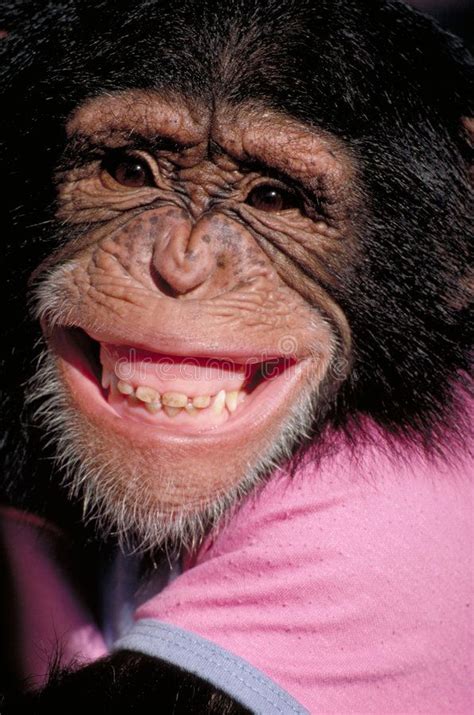 Grinning Chimp with Big Grin - Humorous Wildlife Image