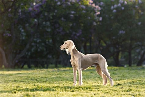 10 Least Smelly Dog Breeds