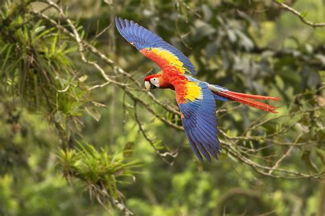 Rainforest Wild Scarlet Macaw | A beautiful Scarlet Macaw ba… | Flickr