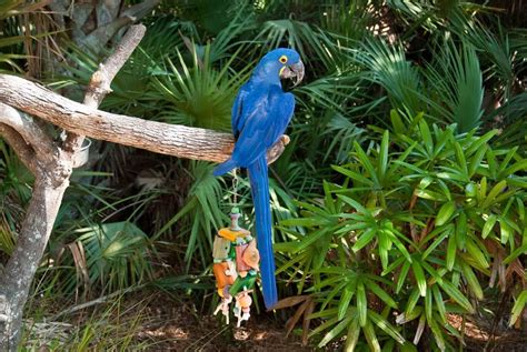 Hyacinth Macaw