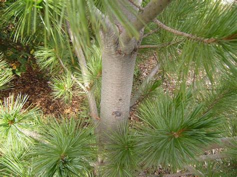 Plant Identification - Limber Pine