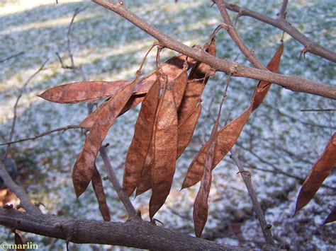 Eastern Redbud - North American Insects & Spiders