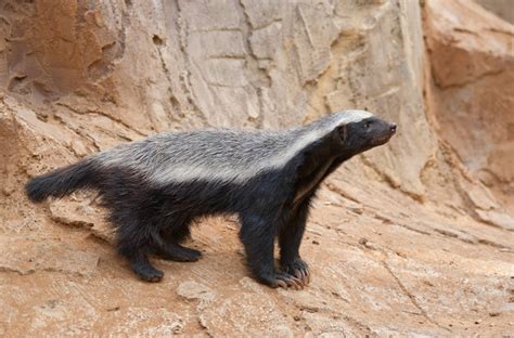 Honey Badger Facts - Animal Facts Encyclopedia