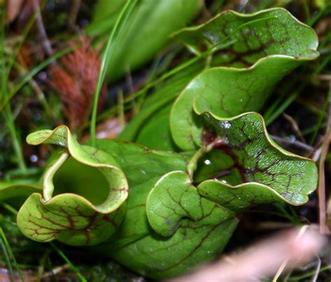 Medicinal Plants-Pitcher Plant