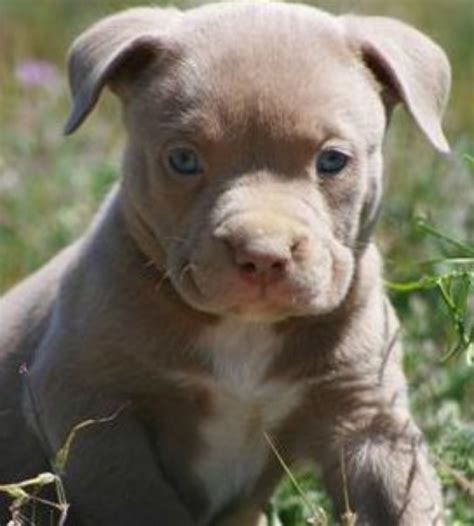 American Pit Bull Terrier Dog Breed Information, Images, Characteristics, Health