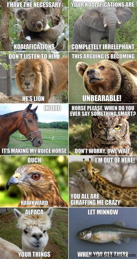 LOL - Funny Animals Joke Pic! - Best Funny Jokes and Hilarious Pics 4U