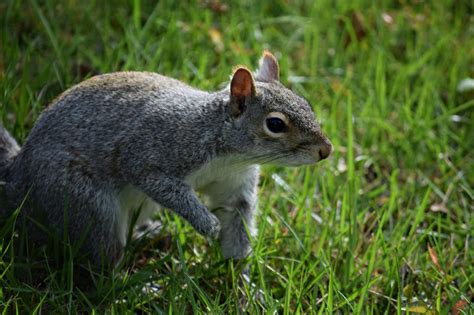 Sandy, the squirrel by Aponi06 on DeviantArt