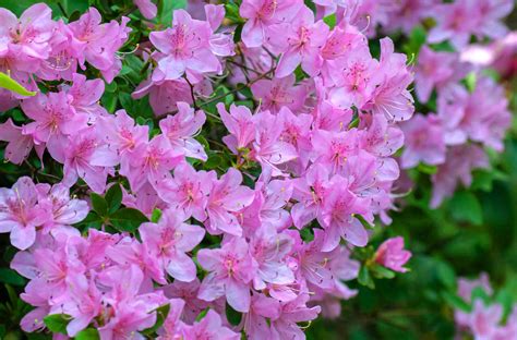 10 Types of Azaleas for Your Flower Garden