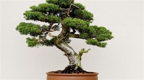 Best Bonsai Tree Shipping of the decade The ultimate guide | leafyzen