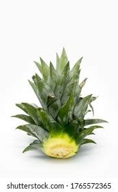 895 Pineapple Leaf Crown Images, Stock Photos & Vectors | Shutterstock